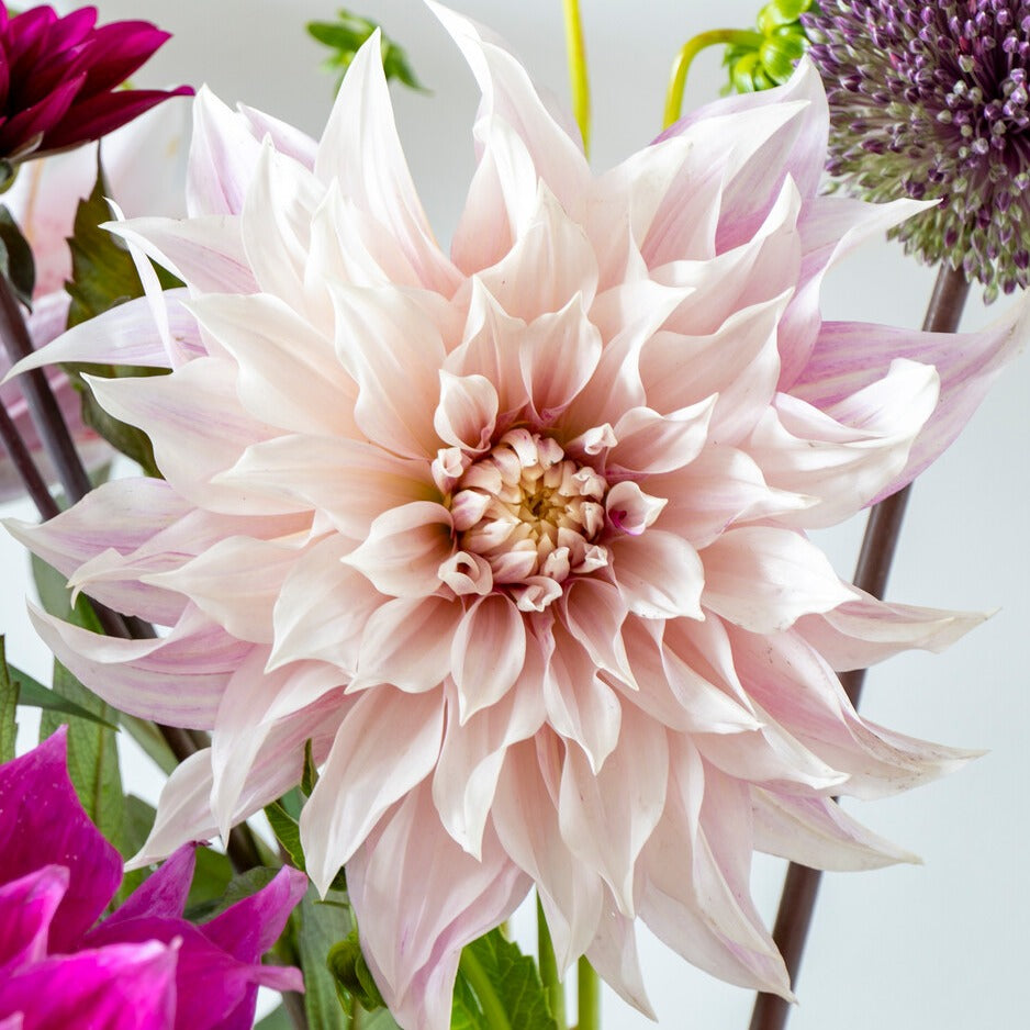 Dahlia Café au lait.          Wat een heerlijk mooie en feestelijke dahlia met koffie crème kleur en een bijzonder grote bloem.  