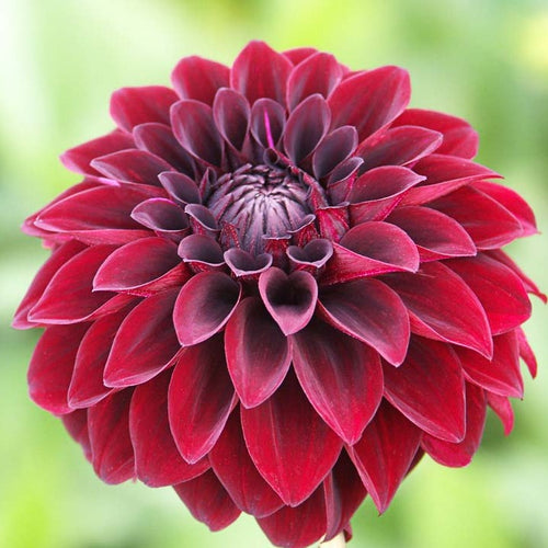 Dahlia Arabian Night        (Decoratieve Dahlia's)