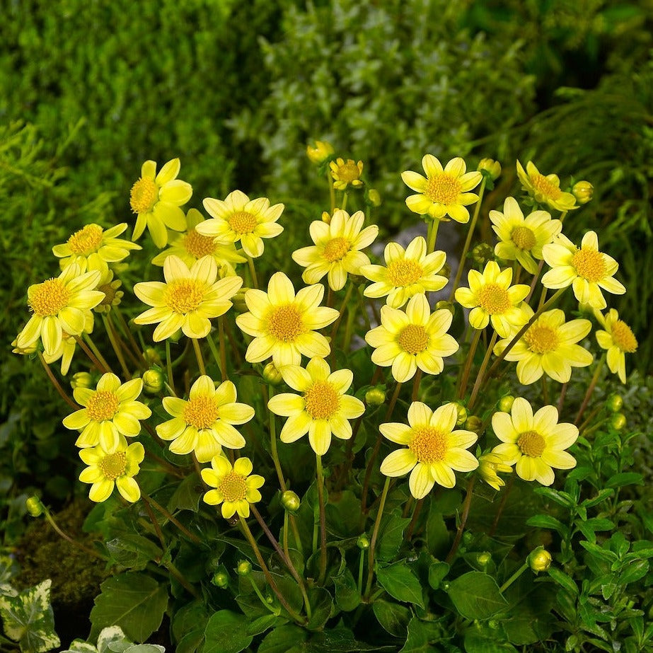 Mooie gele laagblijvende Dahlia soort, zeer geschikt voor in pot, of voor balkon.   Dahlia topmix geel is goed te combineren met lage vaste planten en andere lage dahlia soorten.  Bloeit heel de zomer!