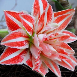 Amaryllis (Hippeastrum) Dancing Queen®