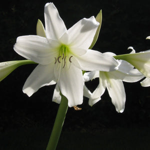 Crinum Album.   Fraaie grote, zuiver witte trompetbloemen voor in je tuin of in pot, niet zo vaak te vinden in de handel.    