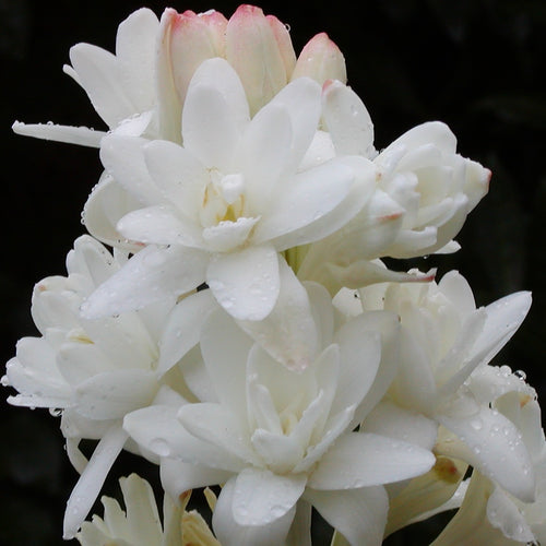 Polianthes Tuberosa.      De Polianthes tuberosa wordt in grote arealen geteeld voor de parfumindustrie, zoals in Grasse, Zuid-Frankrijk, het centrum van de parfum.