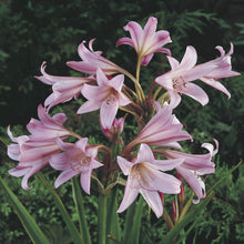 Charger l&#39;image dans la galerie, Crinum Powelii, als de bollen goed worden beschermd en jaar na jaar op dezelfde locatie blijven, dan begint de bloem nog mooier te bloeien dan in de vorige jaren.
