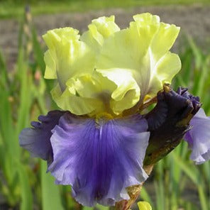 Iris Germanica Edith Wolford 