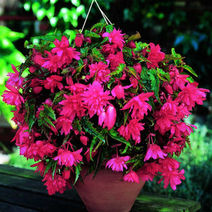 Begonia Pendula Roze