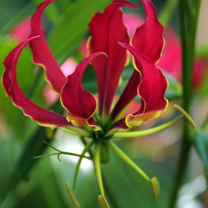 Gloriosa Rotschildiana. Exotische bloem die zowel in huis als buiten kan worden geplant