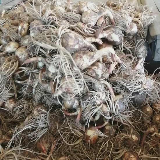 Sorteren van vers gerooide Ismene bollen 