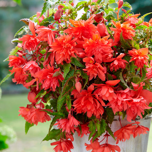 Begonia Pendula Zalm, een prachtige hangbegonia die super staat op elk terras 