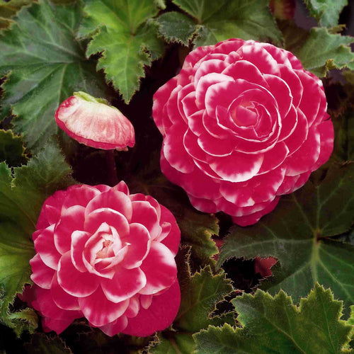 Begonia Camelia  