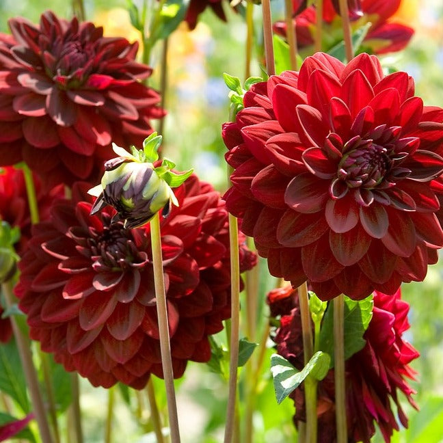 Dahlia Arabian Night   (Decoratieve Dahlia's).  Wanneer dahliaknollen kopen?   Bestel ze nu eenvoudig  online en plant dit voorjaar Dahliaknollen voor een mooie kleurrijke tuin of terras in de zomer!  Wij proberen steeds de grootste maat en beste kwaliteit aan te bieden voor het mooiste resultaat.   