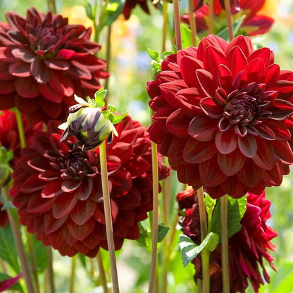 Dahlia Arabian Night   (Decoratieve Dahlia's).  Wanneer dahliaknollen kopen?   Bestel ze nu eenvoudig  online en plant dit voorjaar Dahliaknollen voor een mooie kleurrijke tuin of terras in de zomer!  Wij proberen steeds de grootste maat en beste kwaliteit aan te bieden voor het mooiste resultaat.   