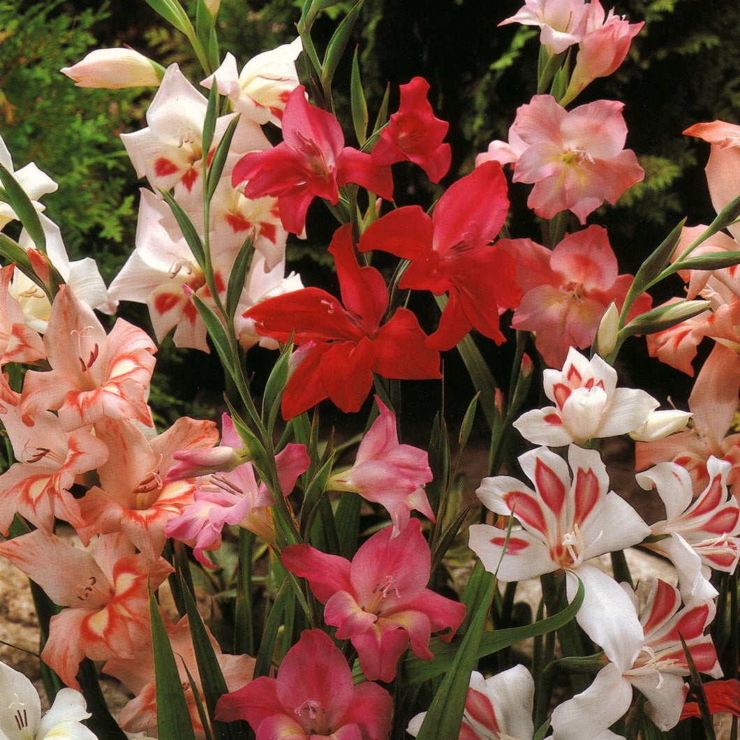 De Gladiolus Nanus is een topper voor elke tuin.   Het is een kleinbloemige gladiool van maximum 60 à 70 cm hoog.  