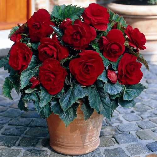 Begonia dubbel donker rood, een zee van bloemen tijdens de zomermaanden