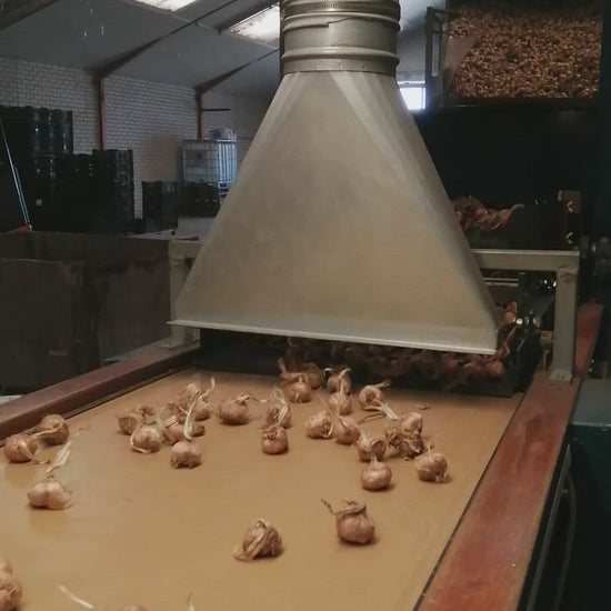 Sorteren van Krokus Sativus bollen (hollands geteeld) 