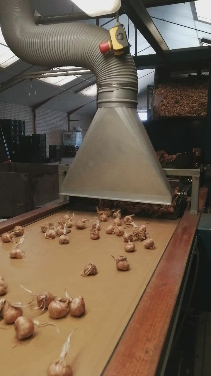 Sorteren van Krokus Sativus bollen (hollands geteeld) 