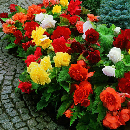 Begonia dubbel gemengd, voor een zomer vol bloemen 