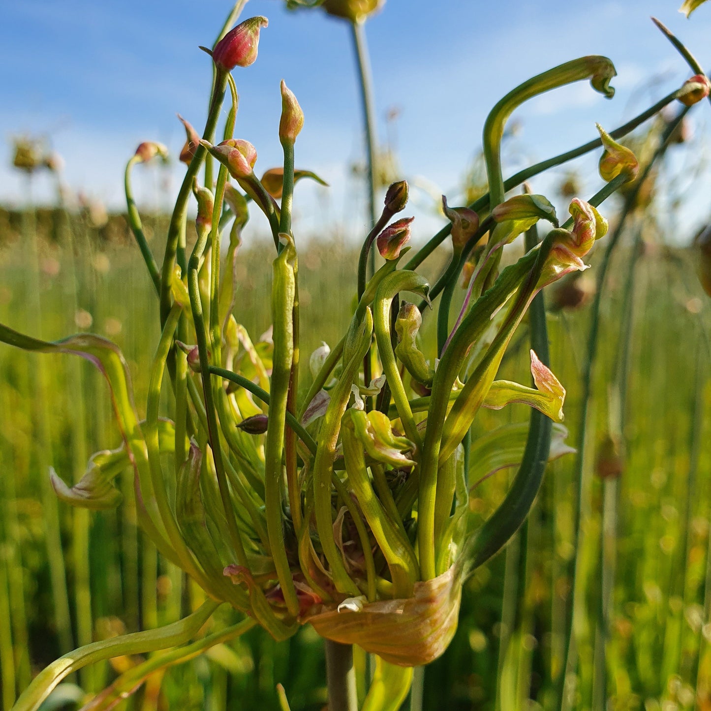 Allium Art.  Een exclusieve soort, het is een selectie uit de inheemse Allium scorodoprasum, slangenlook.