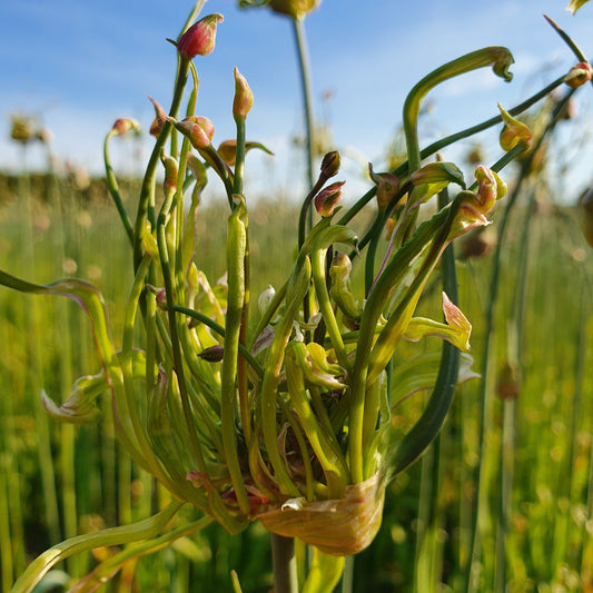 Allium Art.  Een exclusieve soort, het is een selectie uit de inheemse Allium scorodoprasum, slangenlook.