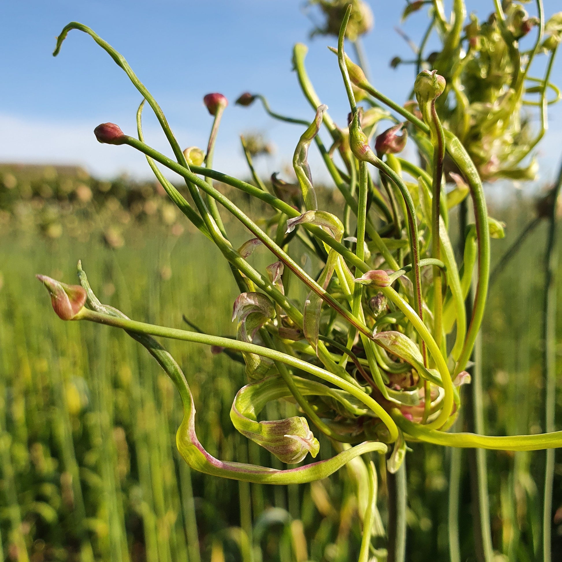 Allium Art.  Een exclusieve soort, het is een selectie uit de inheemse Allium scorodoprasum, slangenlook.