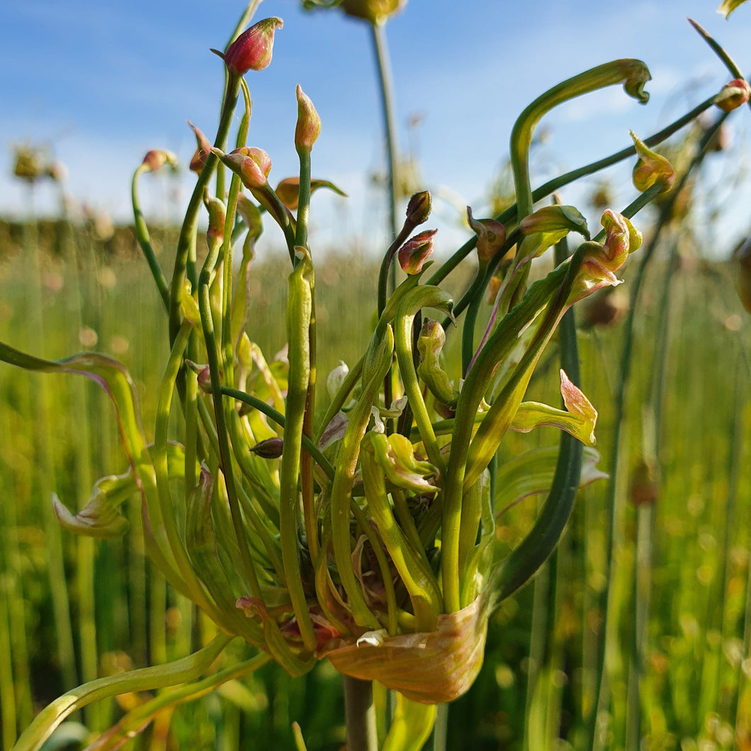 Allium Art.  Een exclusieve soort, het is een selectie uit de inheemse Allium scorodoprasum, slangenlook.