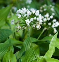 Afbeelding in Gallery-weergave laden, Allium Cowanii 
