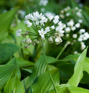 Allium Cowanii 