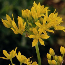 Charger l&#39;image dans la galerie, Allium Moly  (Syn A. luteum)  De bloei is donkergeel (wat geen courante kleur is in de allium familie) en zeer rijk.  Aan elke stengel tot 40 stervormige bloemen.
