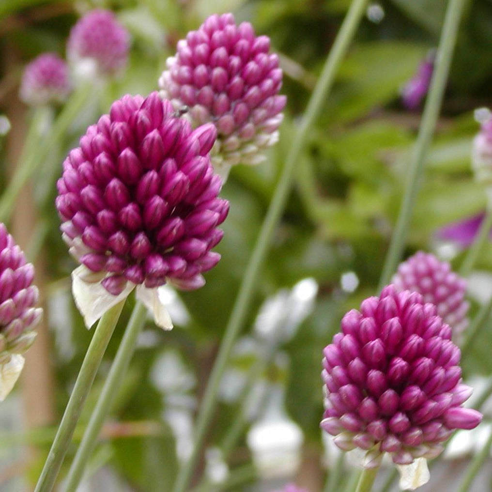 Allium Sphaerocephalon  Rood-paarse eivormige bloemen  Ook bekend onder de namen “trommelstokjes” of “kogelallium”.