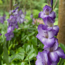 Charger l&#39;image dans la galerie, Gladiool Blue Isle.   Mooie violetblauwe gladiool die elke tuin wat extra kleur geeft.   Ook zeer mooi als snijbloem!
