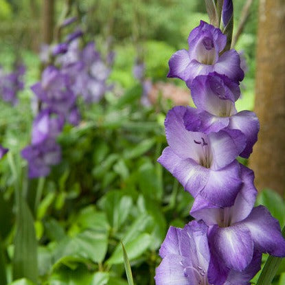 Gladiool Blue Isle.   Mooie violetblauwe gladiool die elke tuin wat extra kleur geeft.   Ook zeer mooi als snijbloem!