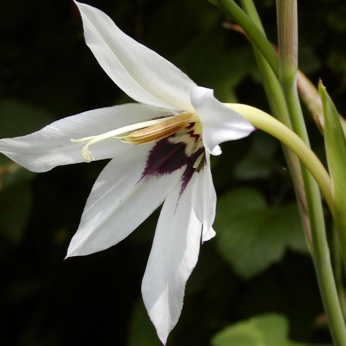 Geurende Acidanthera, wondermooi in elke tuin 