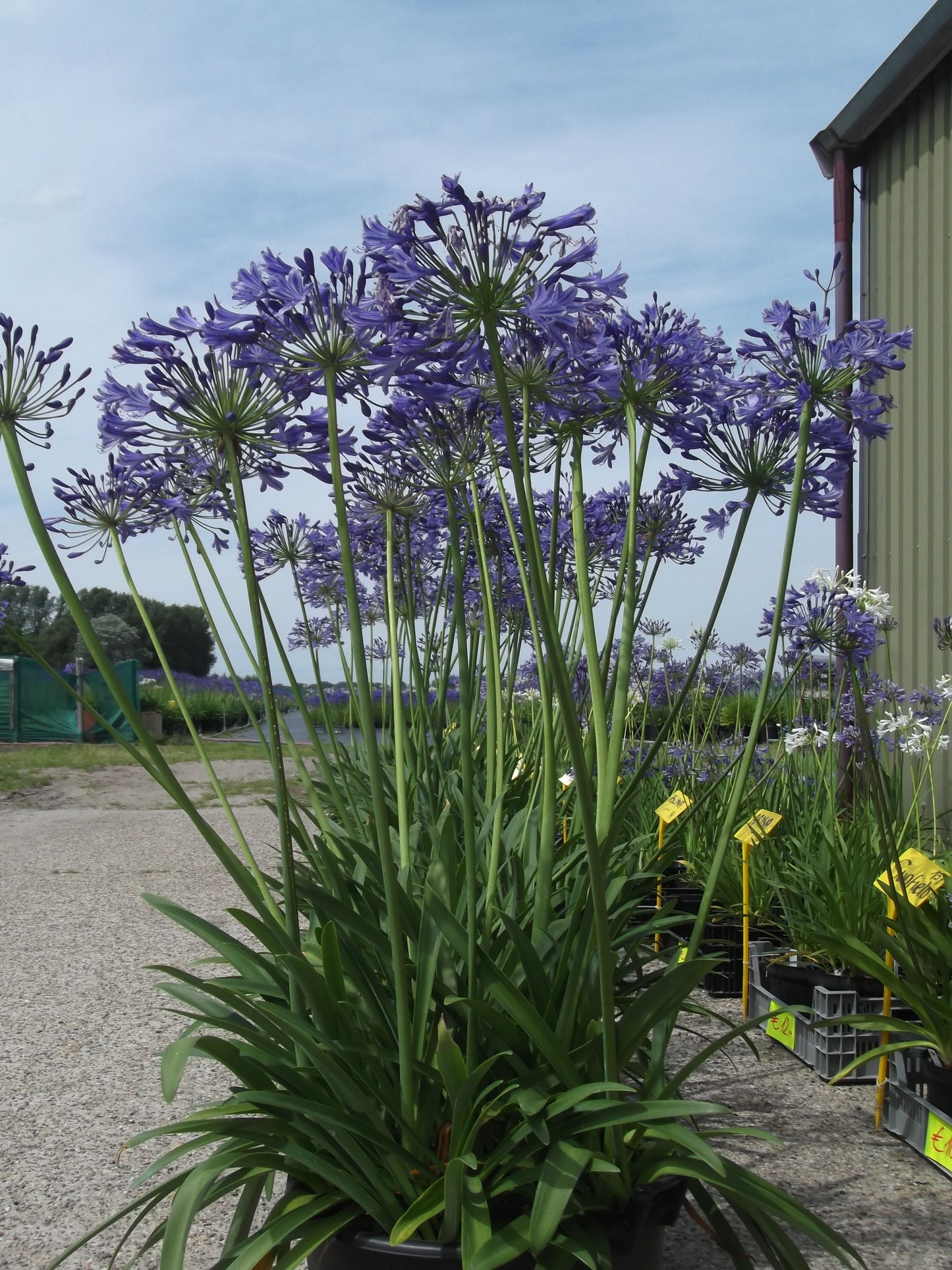 Extra grote Agapanthus wortels (ongedeeld). Bestel ze nu eenvoudig online