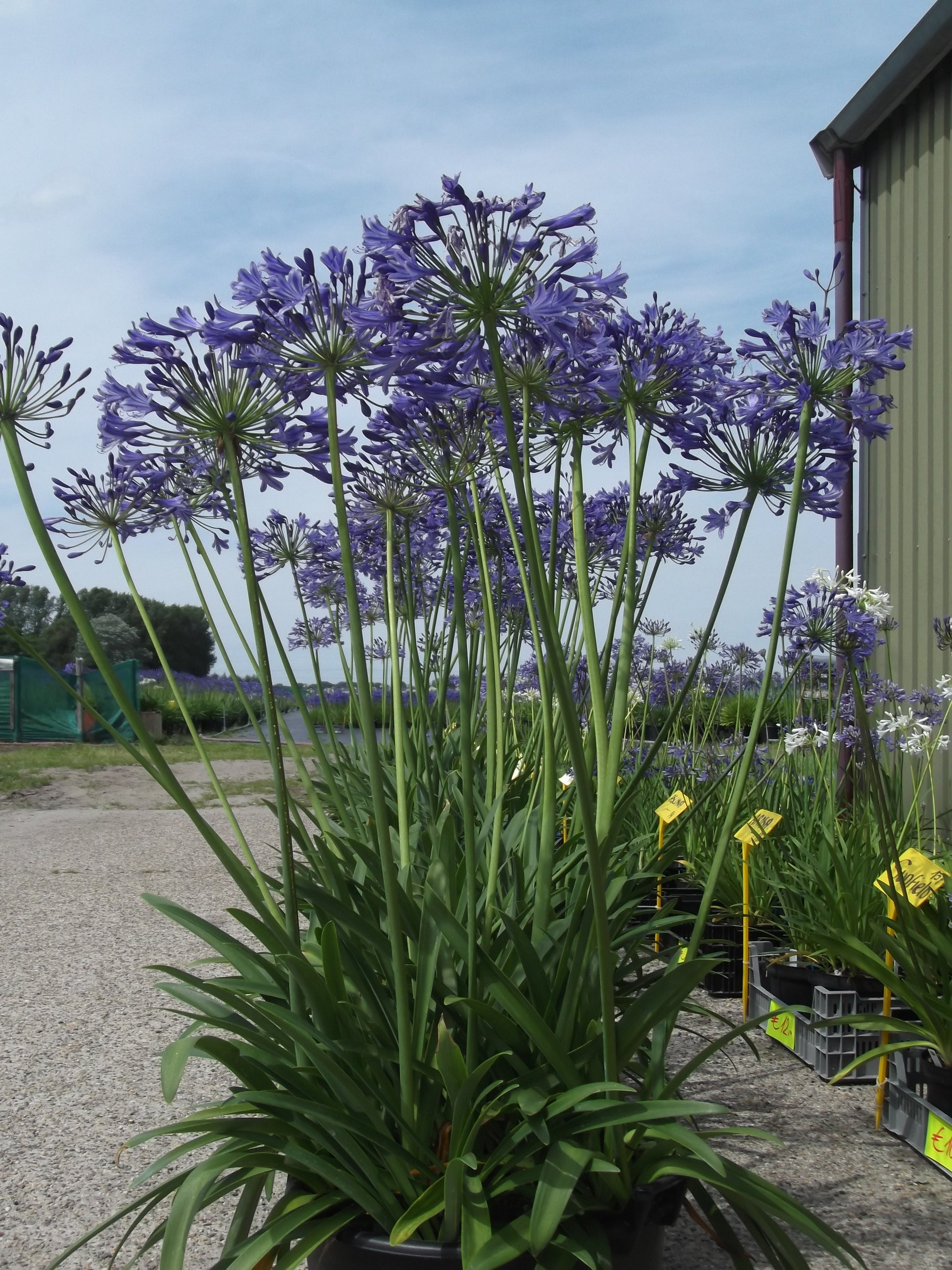 Extra grote Agapanthus wortels (ongedeeld). Bestel ze nu eenvoudig online