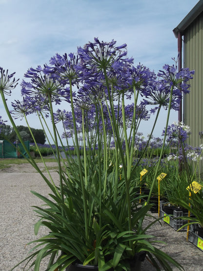 Extra grote Agapanthus wortels (ongedeeld). Bestel ze nu eenvoudig online