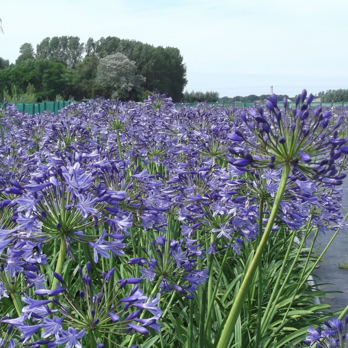 (Liefdesbloem, Afrikaanse lelie).   Met haar statige blauwe en witte bloemen, haar elegante stelen en stijlvol blad brengt de Afrikaanse lelie de hele zomer lang spektakel op je terras én in de tuin