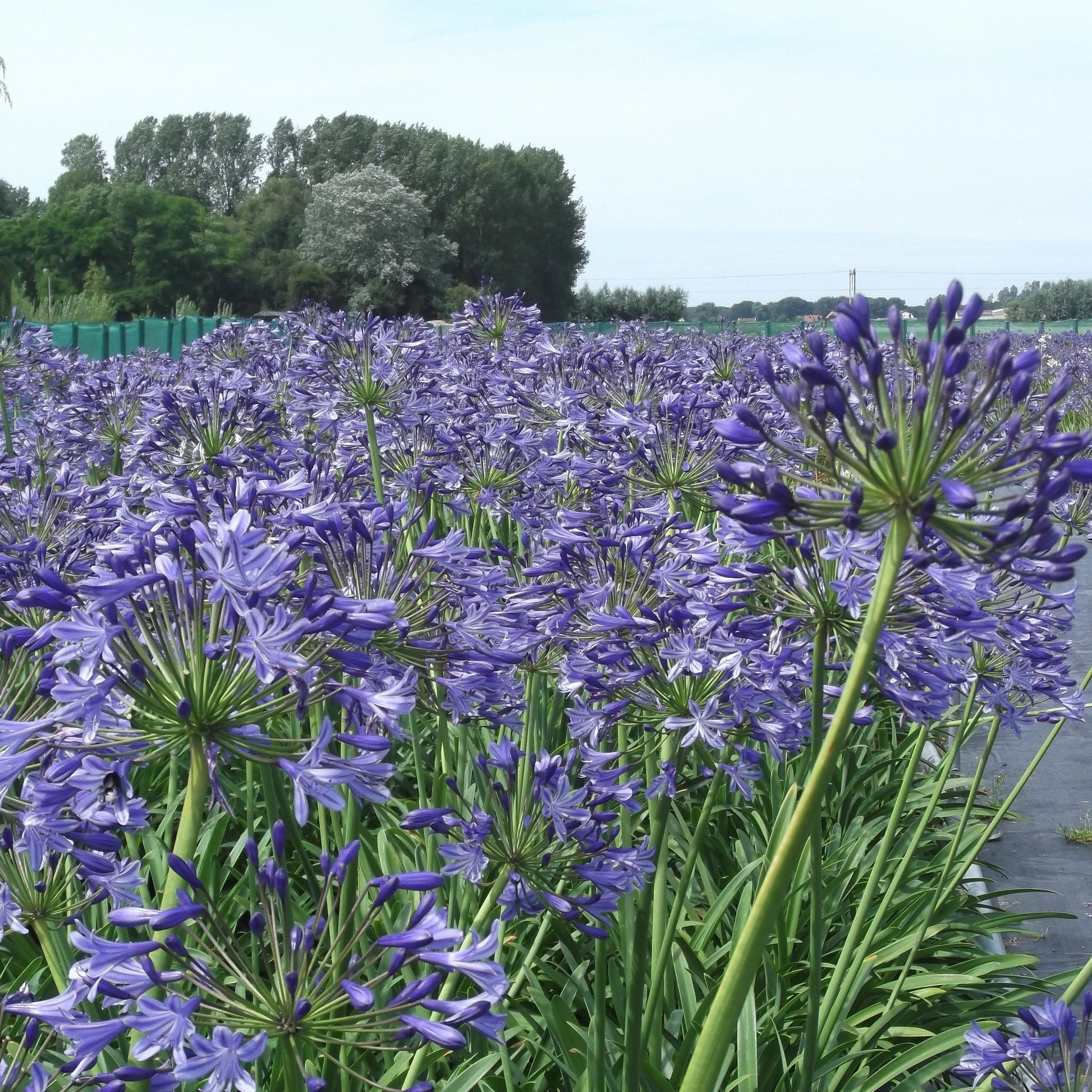 (Liefdesbloem, Afrikaanse lelie).   Met haar statige blauwe en witte bloemen, haar elegante stelen en stijlvol blad brengt de Afrikaanse lelie de hele zomer lang spektakel op je terras én in de tuin