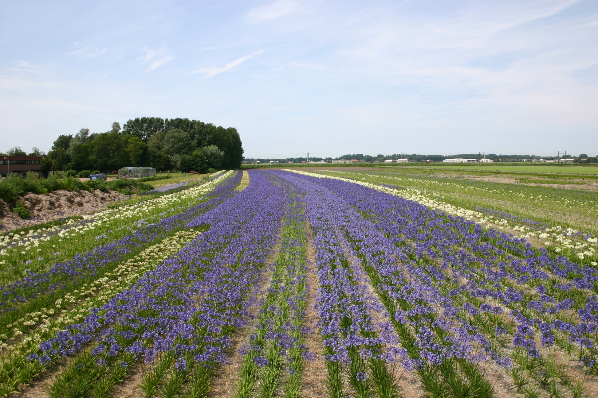 De Agapanthus wordt vaak ook Afrikaanse lelie genoemd.  Onze wortels zijn 100 % Hollands geteeld! 