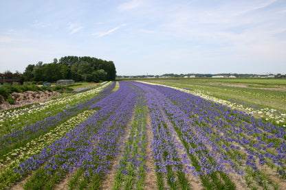 De Agapanthus wordt vaak ook Afrikaanse lelie genoemd.  Onze wortels zijn 100 % Hollands geteeld! 