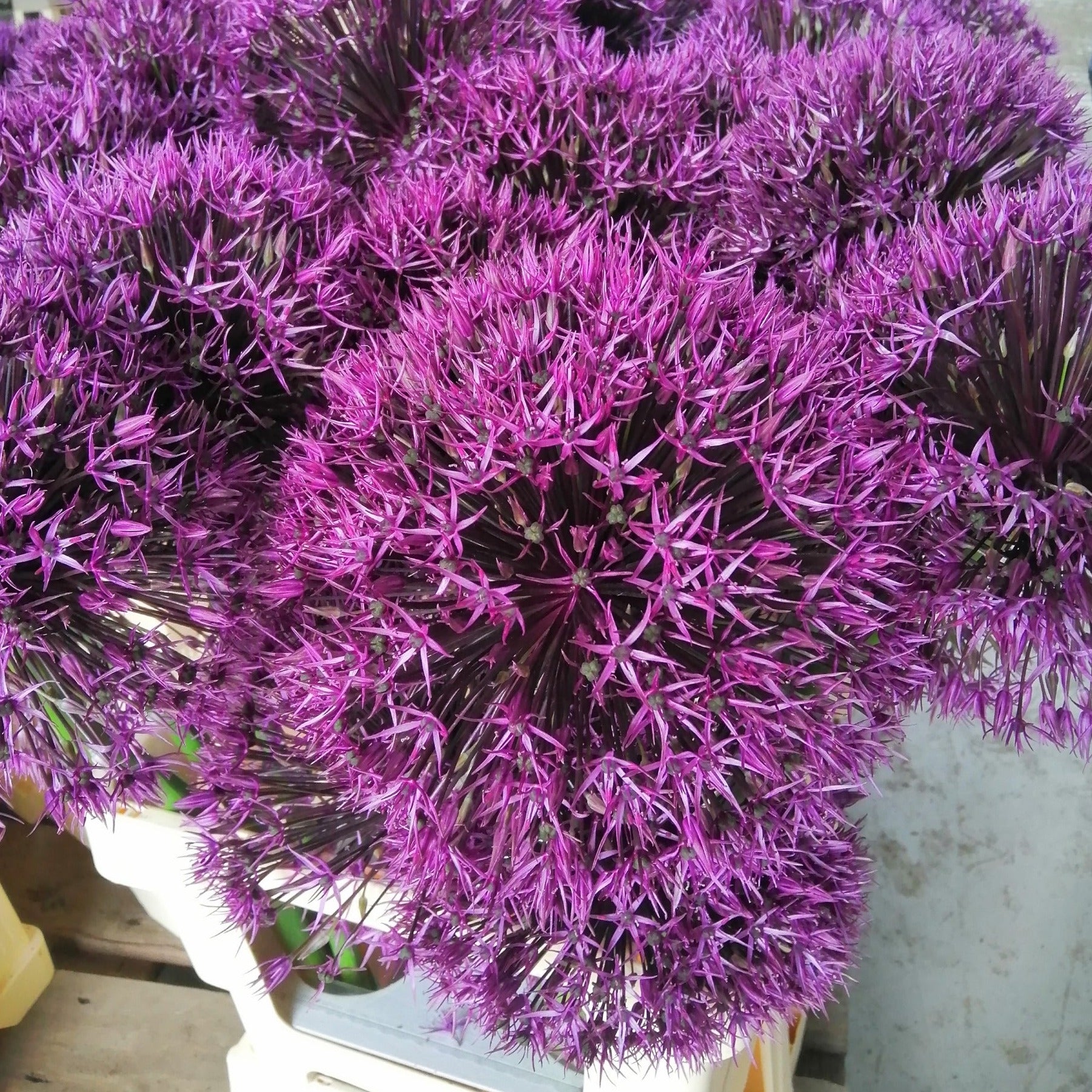 Allium Universe.  mooie grote donkere bloemen op een stevige stengel