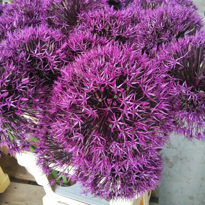 Allium Universe.  mooie grote donkere bloemen op een stevige stengel