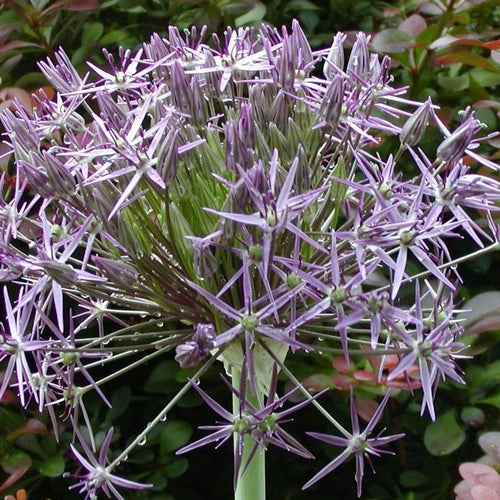 Allium Christophii   (Syn A. albopilosum)  Deze allium heeft een groot, lila bloemhoofd met stervormige bloemetjes op een korte stengel boven groene bladeren. Blijft ook na de bloei nog zeer aantrekkelijk 