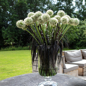 Allium White Giant 