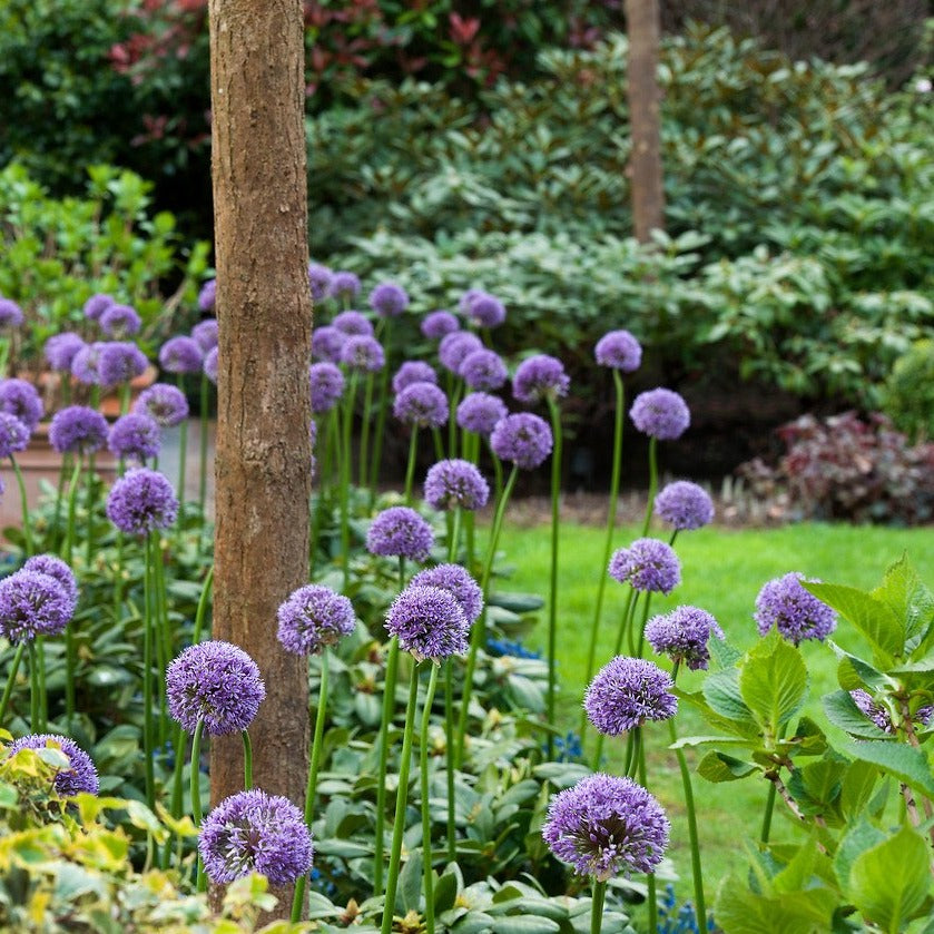 Dit is één van de hoogst bloeiende allium soorten die wij kennen. Op een stengel van wel 125 cm komt een schitterende dichte bal van lila paarse  bloemen. 