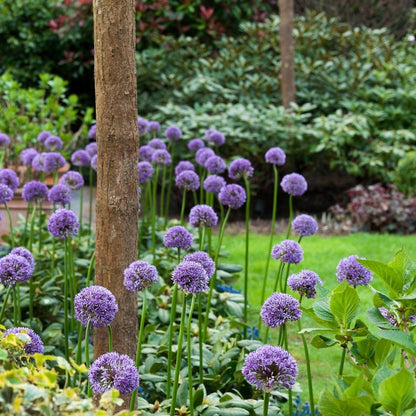 Dit is één van de hoogst bloeiende allium soorten die wij kennen. Op een stengel van wel 125 cm komt een schitterende dichte bal van lila paarse  bloemen. 