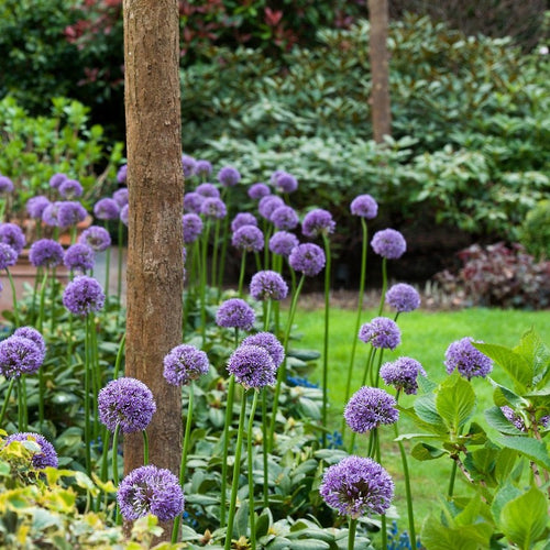 Dit is één van de hoogst bloeiende allium soorten die wij kennen. Op een stengel van wel 125 cm komt een schitterende dichte bal van lila paarse  bloemen. 