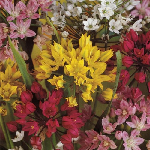Allium gemengd  Mengeling van laagblijvende Allium soorten  Voor een mooi effect dicht bij elkaar planten.  Ervaren tuiniers planten deze bollen tussen de rozenstruiken om de groene vlooien weg te houden 