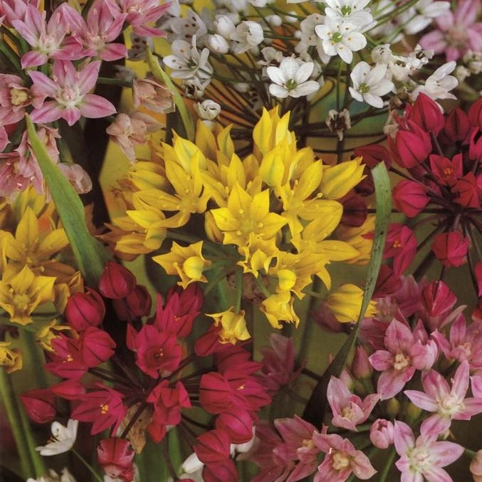 Allium gemengd  Mengeling van laagblijvende Allium soorten  Voor een mooi effect dicht bij elkaar planten.  Ervaren tuiniers planten deze bollen tussen de rozenstruiken om de groene vlooien weg te houden 