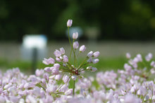 Charger l&#39;image dans la galerie, Allium Roseum
