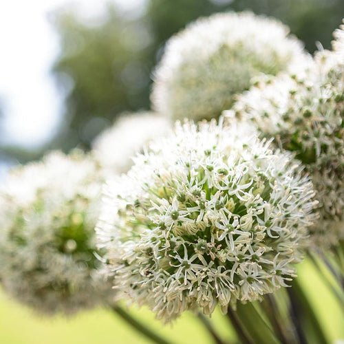 Allium White Giant   Een pure beauty, de naam spreekt voor zichzelf.  Sterk, hoog, wit.