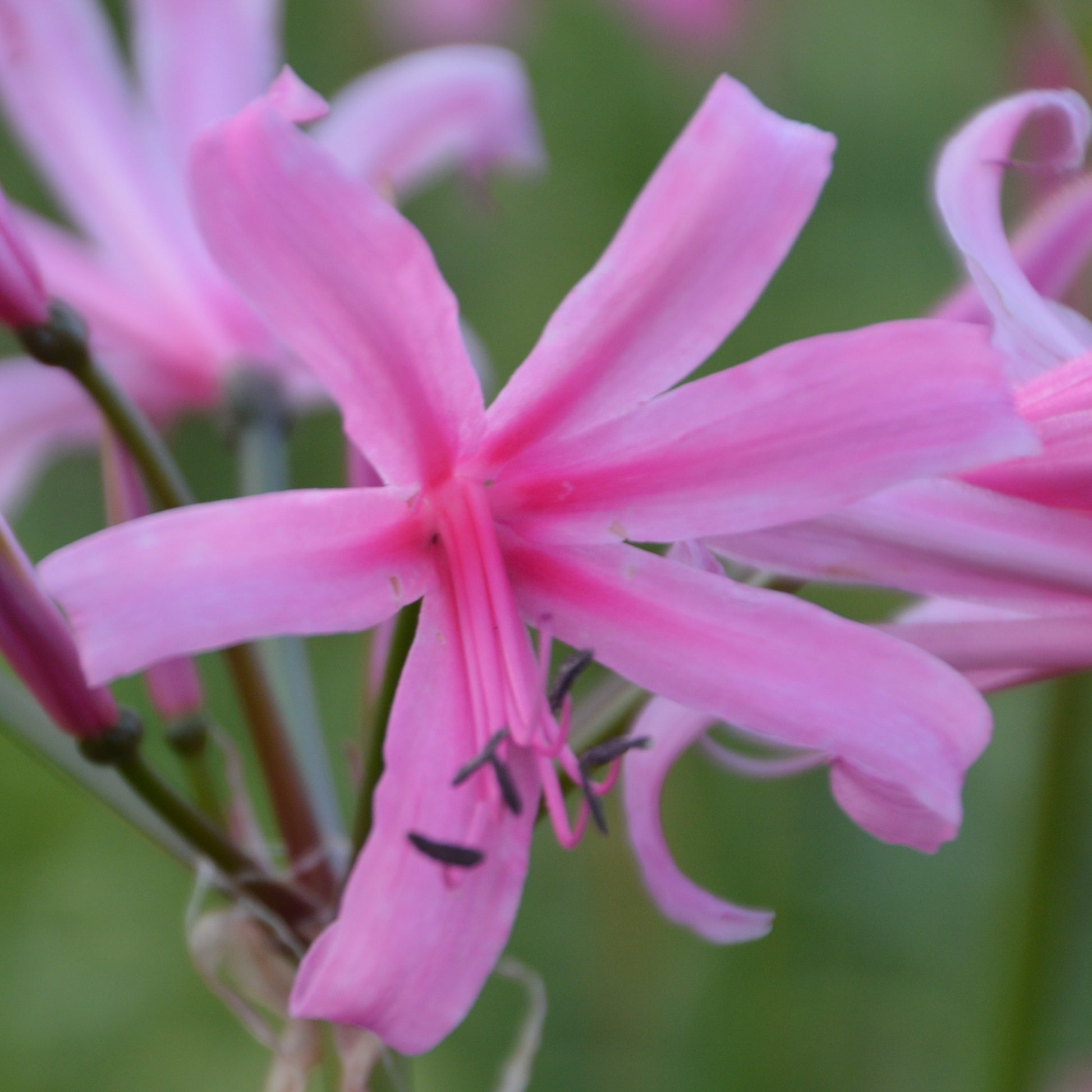 Amarine Belladiva Aphrodite®    